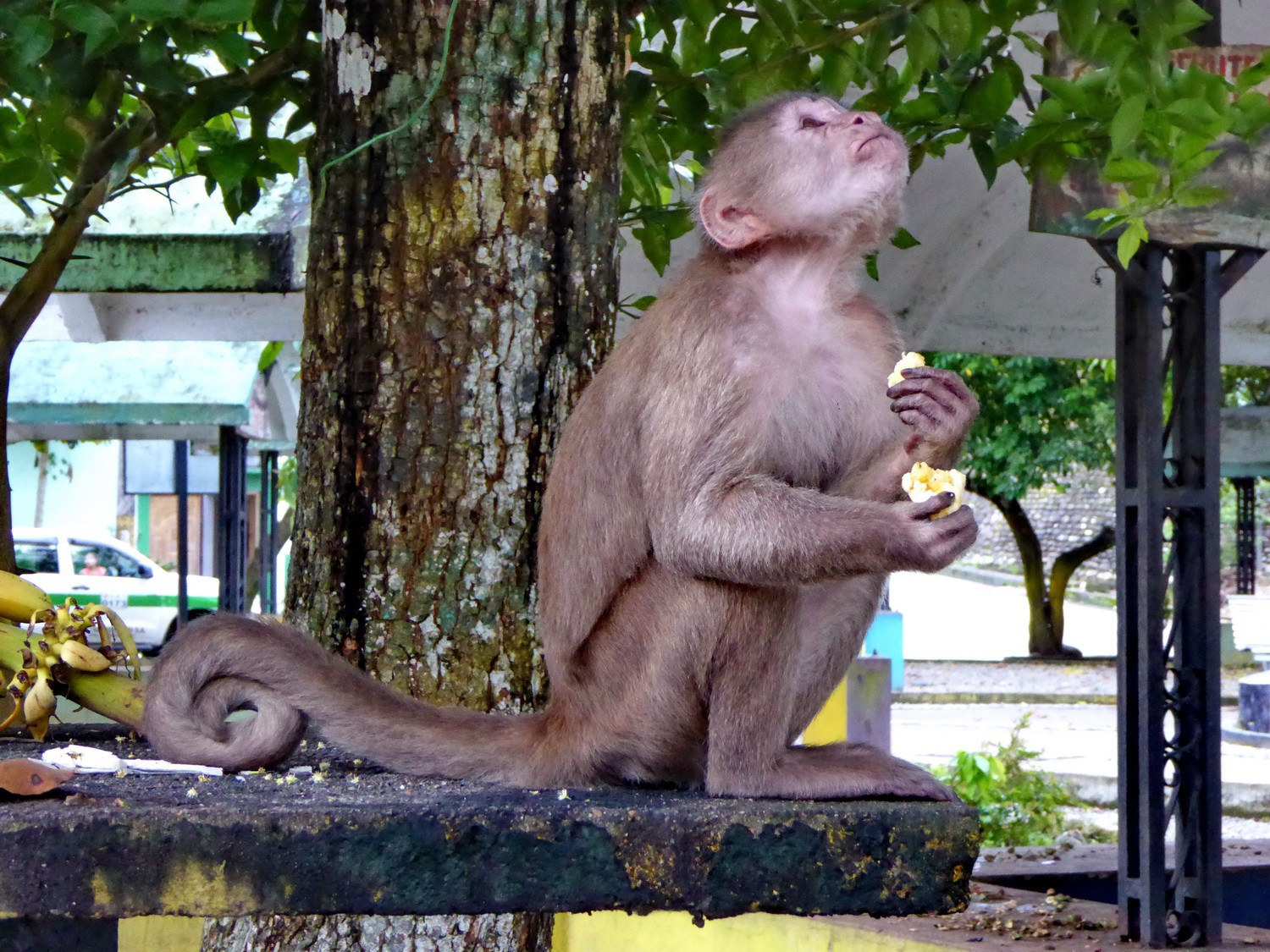 Monkey on the main square of Misahualli